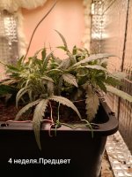 IMG_20250120_171253 (Копировать).jpg