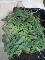 IMG_20250120_192342 (Копировать).jpg