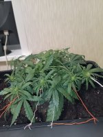 IMG_20250120_192350 (Копировать).jpg