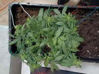 IMG_20250121_213055 (Копировать).jpg