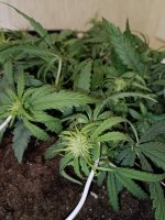 IMG_20250121_213119 (Копировать).jpg