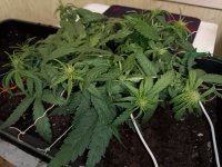 IMG_20250121_213428 (Копировать).jpg