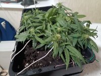 IMG_20250124_085923 (Копировать).jpg