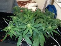 IMG_20250124_090036 (Копировать).jpg