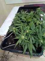 IMG_20250124_090149 (Копировать).jpg