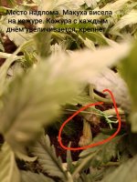 IMG_20250125_203242 (Копировать).jpg