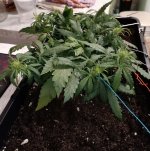 IMG_20250125_203741 (Копировать).jpg