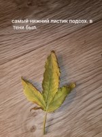 IMG_20250127_215508 (Копировать).jpg