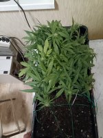 IMG_20250128_080946 (Копировать).jpg