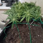 IMG_20250128_134953 (Копировать).jpg