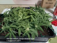 IMG_20250128_135219 (Копировать).jpg