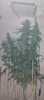 Изображение 29.04.2025 1837 (3).png