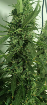 Изображение 29.04.2025 1837 (4).png