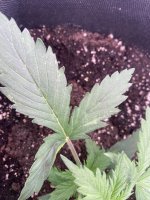IMG_1829.jpeg
