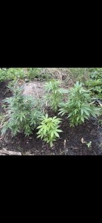IMG_4327.jpeg