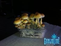 IMG_23651.JPG