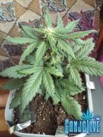 DSCF1223.JPG
