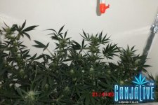 CIMG1173.JPG