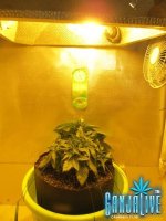 IMG_3975.JPG IMG_3975.JPG