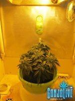 IMG_3988.JPG IMG_3988.JPG