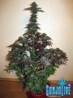 IMG_3625.JPG