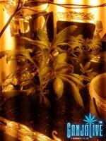 2014-06-02 19.23.24.jpg