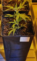 CSC_1707 - copia.JPG