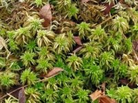 sphagnum_squarrosum.jpg