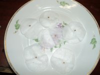 DSC00661.JPG
