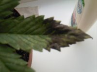 Photo-0153.jpg