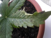 Photo-0155.jpg