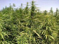 1280918038_cannabis-field.jpg