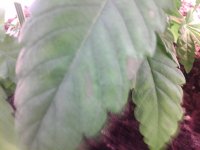 PIC110401004204.jpg