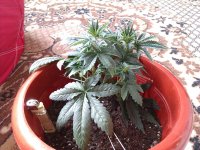 IMAG0352.jpg