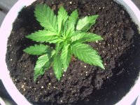 PICT0006.JPG