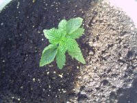 PICT0007.JPG