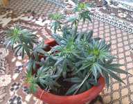 IMAG0409.jpg