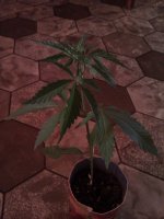 IMAG0429.jpg