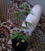IMAG0488.jpg