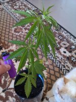 IMAG0491.jpg
