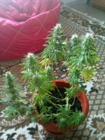 IMAG0605.jpg