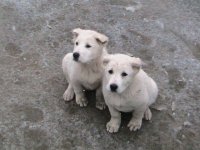 собачки 168.jpg