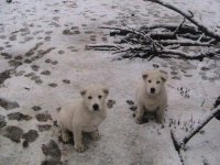 собачки 164.jpg
