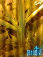 2014-06-08 03.37.57.jpg