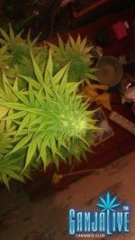 IMAG0135.jpg