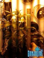 2014-06-08 19.16.08.jpg