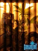 2014-06-10 20.59.55.jpg