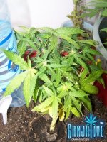 100_2335.JPG