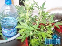 100_2338.JPG
