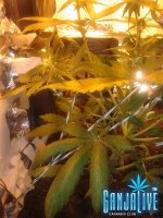 2014-06-17 19.18.19.jpg